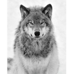 I love wolf's wolf wolf wolf wolfs