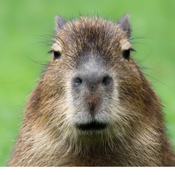 capybara sim