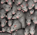 The Sigma mighty rats