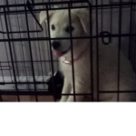 Puppy are cute and you love PUPPY
