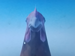 THE PIXALATED CHICKENS
