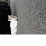 Redbloodkitty
