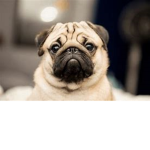 Alpha Pug studio