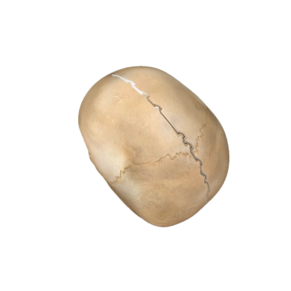 Realistic Skull