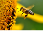 Bee Fam!