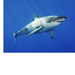 MySharks