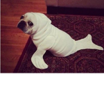 pug _seal huger