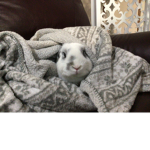 Rabbits are us