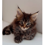 Le groupe des chatons mignons