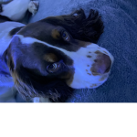 Chloe spot