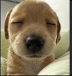 La secta de doges