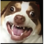 Puppy c l u b