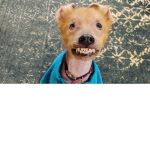 The Best Looking Dog ever