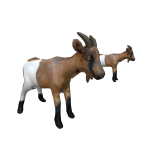Two Goats