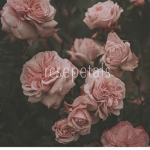 rcsepetals