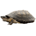 turtle png