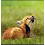 Foolish foxes