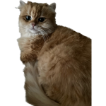 Cat clubbbbb
