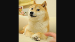 doges are awesum