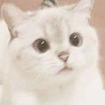 ちぃねこ軍団