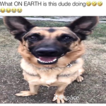 bluudhounds
