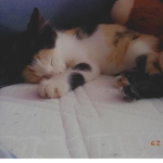 I <3 cats yeyeye