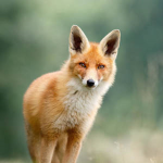 The original foxes group