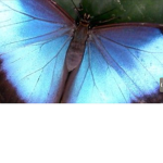 Butterflies BFF squad