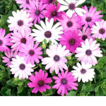 Pink Dasies