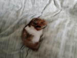 Chomiczki:D