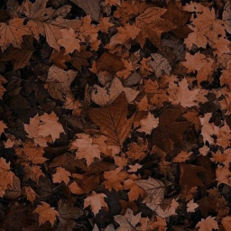 🍁