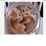 Cookie Kitten Plays