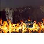 The Official Cow Group