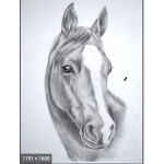 ###### horse group!!