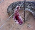 sneak snakes