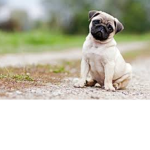 Puggy's awesome group