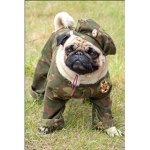 Army of Pugs