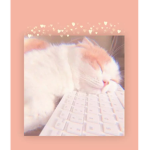 - Calico's Kitties -