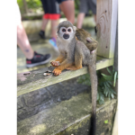 Monkey club (: