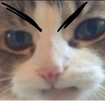 •Team De Gatitos•
