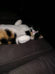 Novacat club