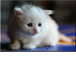 Cute Animal Official Group