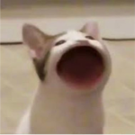 ~Pop Cat Army~