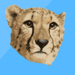United Cheetahs