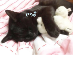 QookieCats