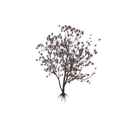 Magnolia Tree
