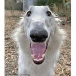 borzoi awesoemsness