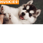 Huskies squad