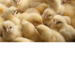 Chickens Army!