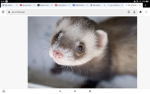Ferrets!!!!!!